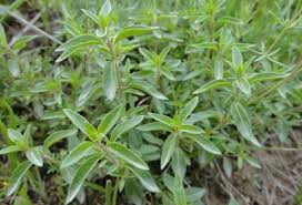 تصویر 4 از عرق کاکوتی برای درد معده